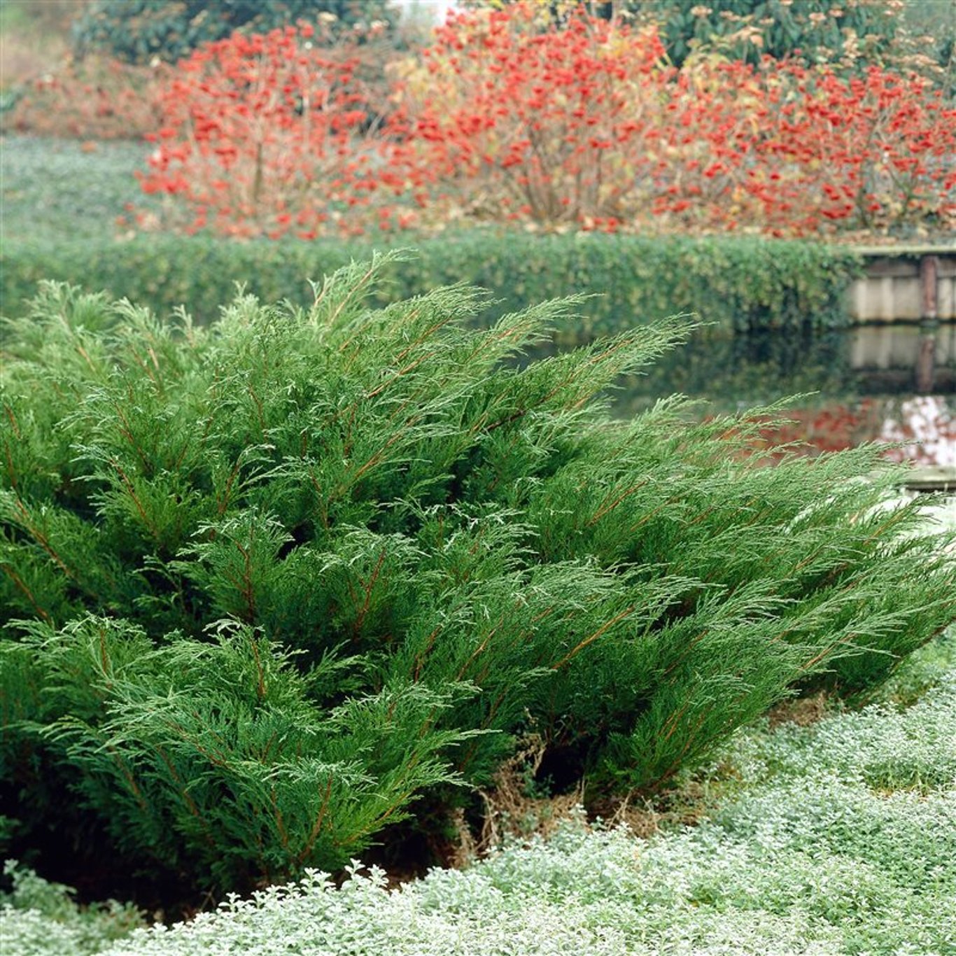 Juniperus sabina - C3 25-30 CM